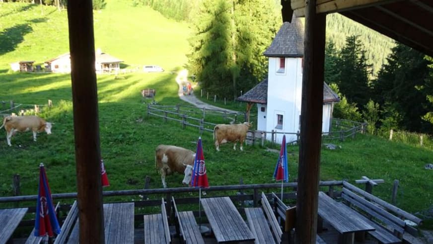 Von der überdachten Holzterrasse der Kührointhütte blickt man auf weidende Kühe im Almtal.