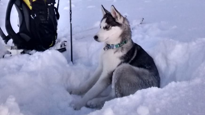 Ein schwarz-weißer Schlittenhund mit grünem Halsband sitzt im Tiefschnee neben dem Rucksack von Bergführer Bernd Budil.
