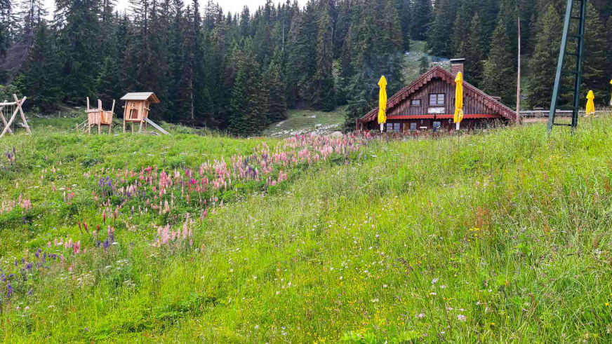 Sommeraufnahme der Oberen Maxlraineralm mit gelben Sonnenschirmen inmitten einer blühenden Bergwiese.