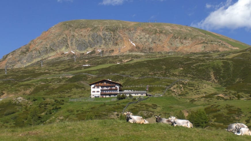 Sechs helle Kühe liegen auf der Wiese vor der Meraner Hütte bei strahlendem Sommerwetter in alpiner Umgebung.