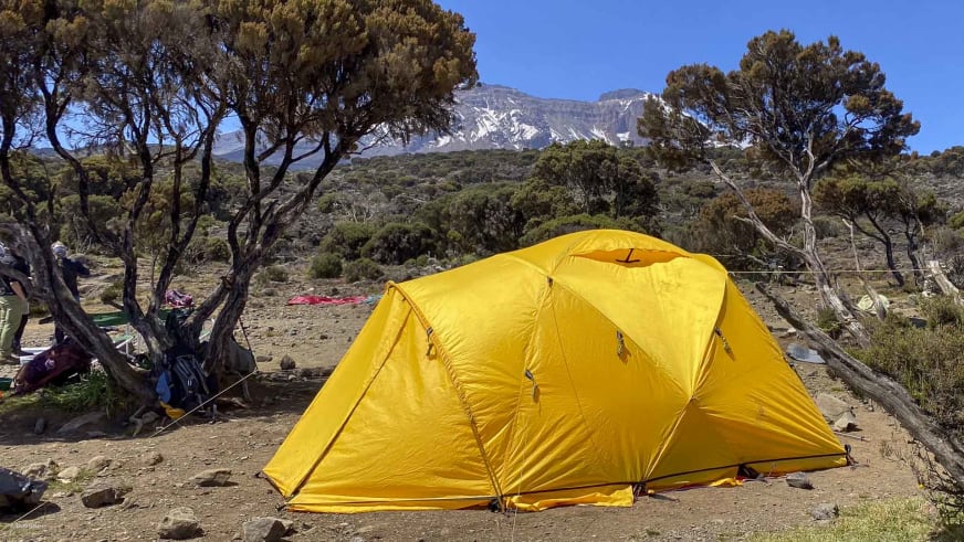 Gelbes Expeditionszelt im Zeltcamp am Kilimanjaro zwischen charakteristischen Senecien-Bäumen vor schneebedecktem Berggipfel.