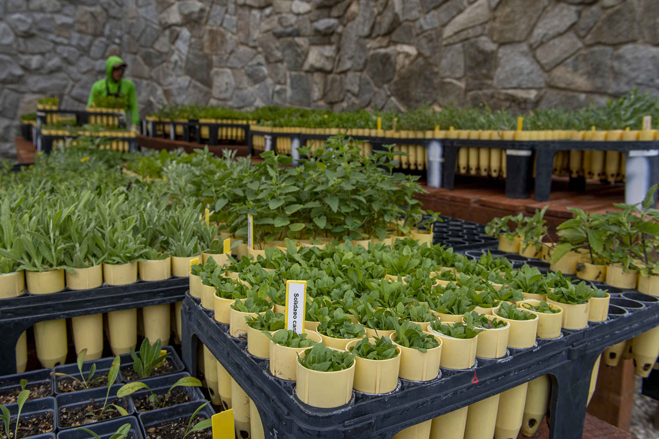 Seedlings ready to be planted on the slopes of Alta Ski Area