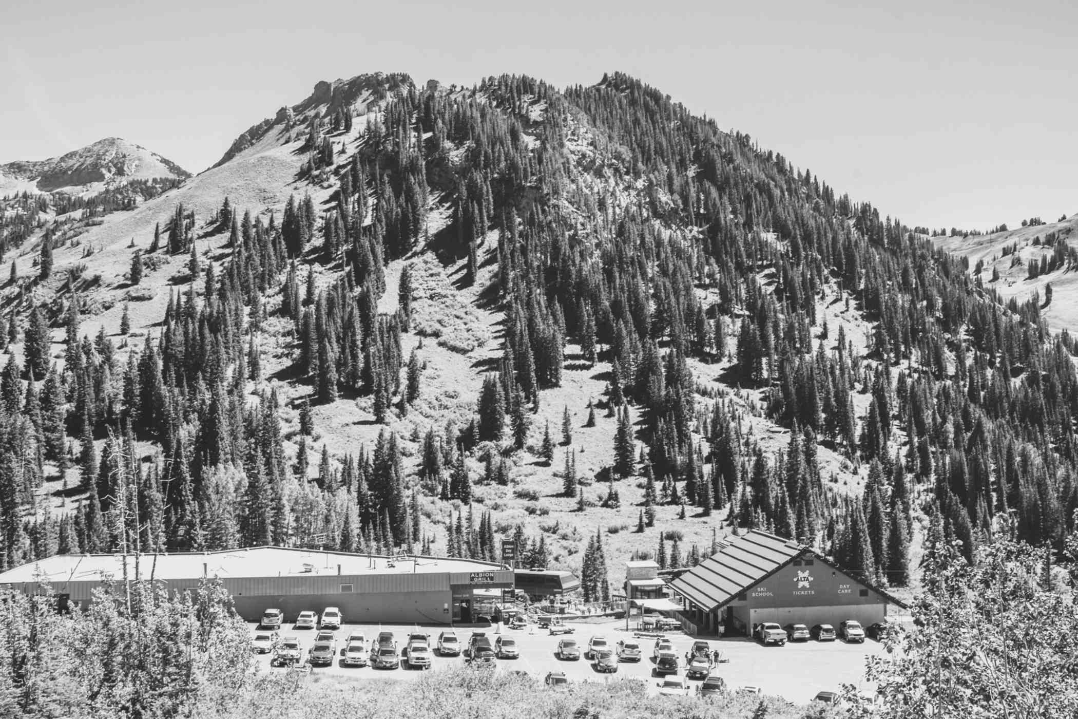 Tree planting efforts continue at Alta Ski Area