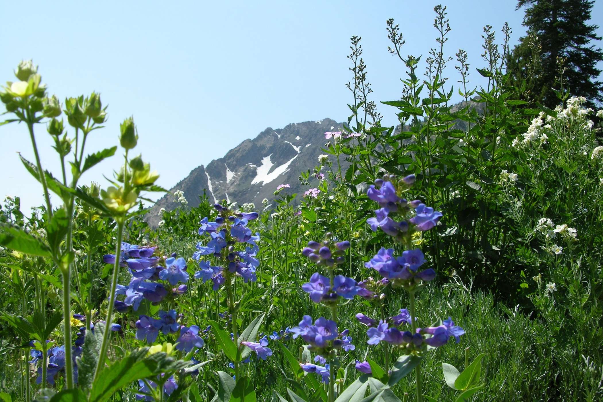 Larkspur sits in front of Mount Superior