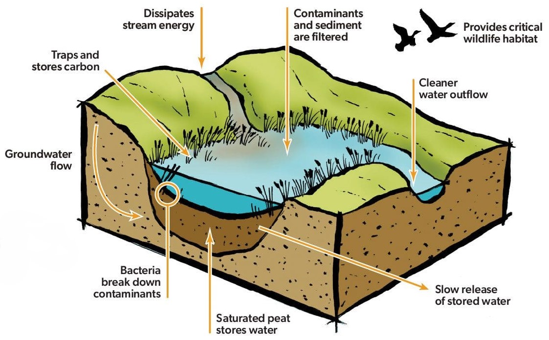 Wetland infographic 