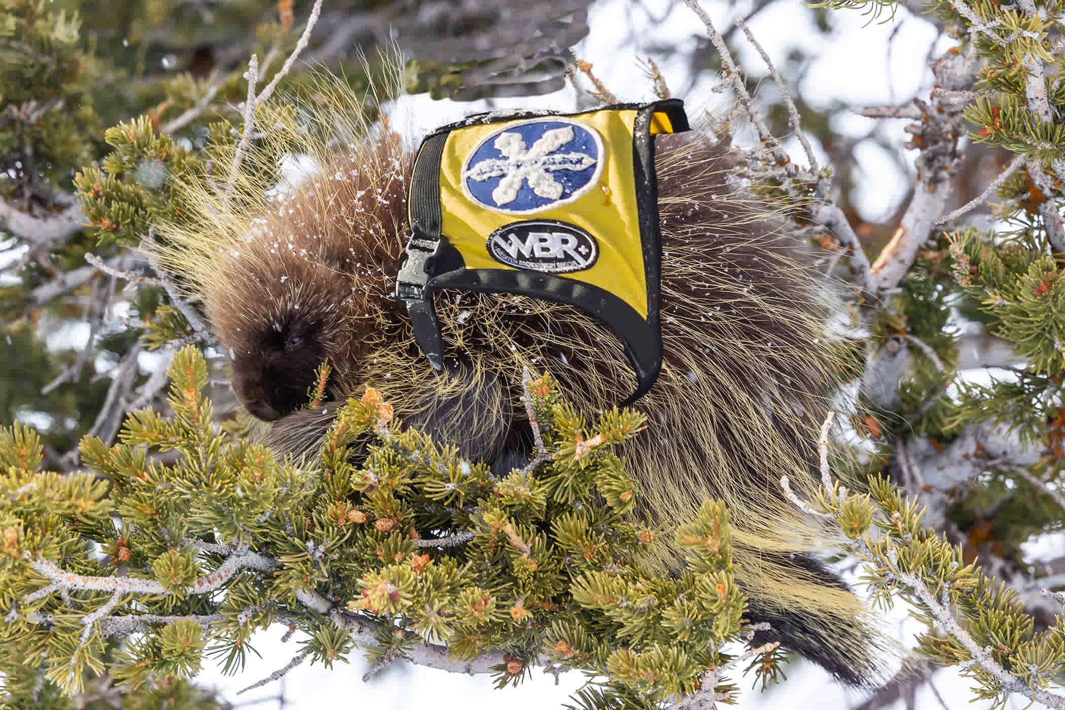 An avalanche porcupine in a tree