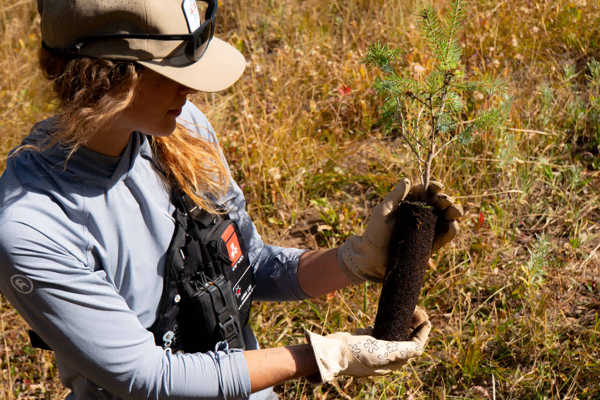 A female Alta employee holds a young tree sapling to be planted in the ground nearby at the ski area