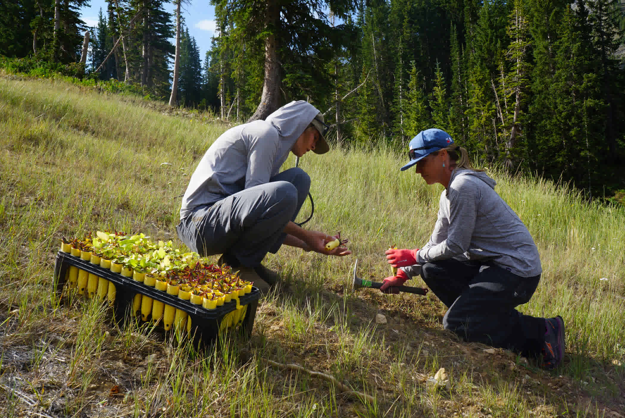 August 14th: Planting native plant seedlings on Employee Planting Day | Photo: Lexi Dowdall