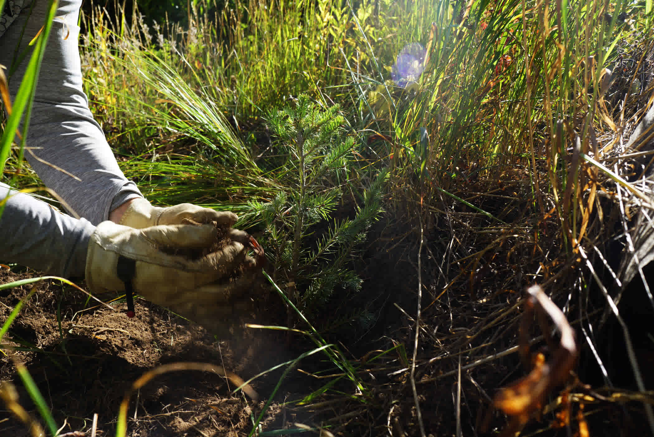 An Alta employee plants a tree seedling in the ground on a ski slope.