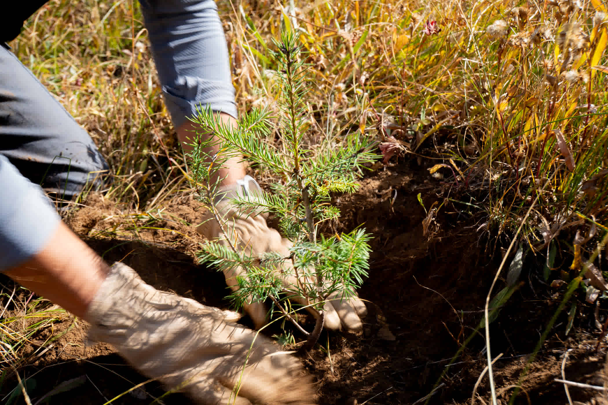 Employee planting Douglas Fir saplings in Eagels Nest
