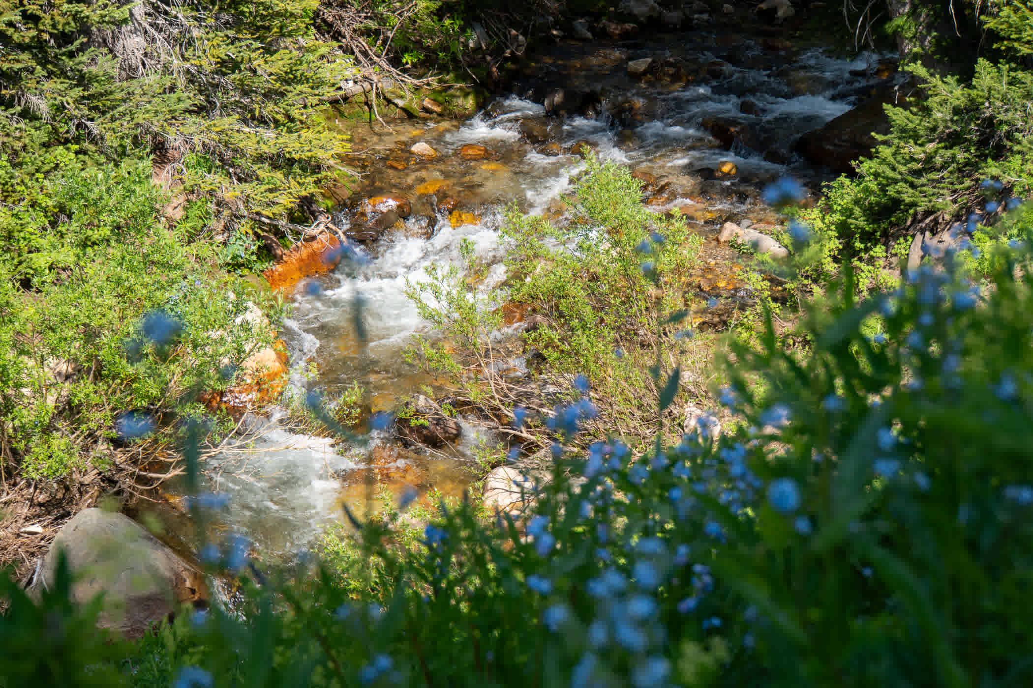 wildflowers and water