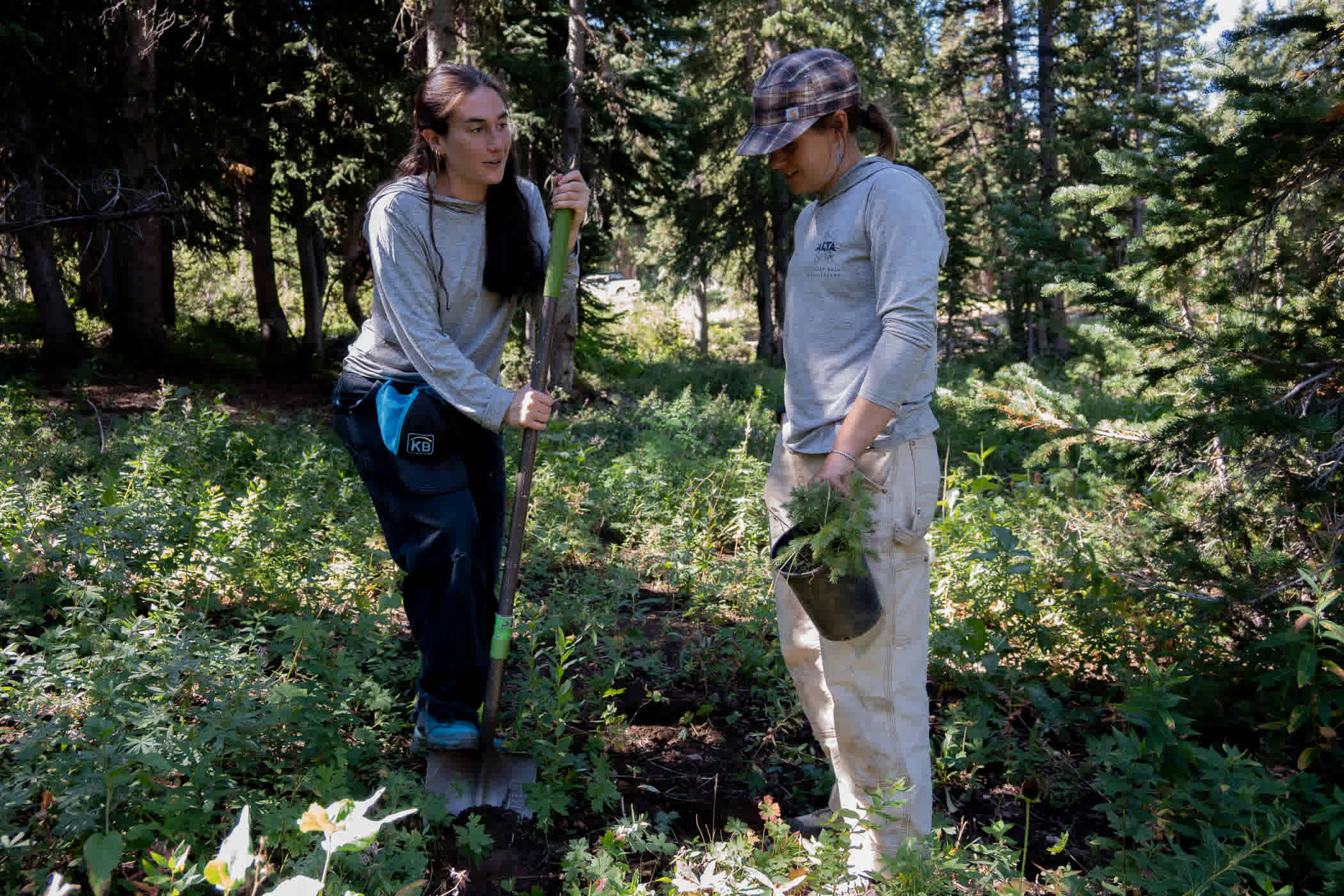 August 27th: Planting saplings near the Albion Basin Campground | Photo: Adam Fehr