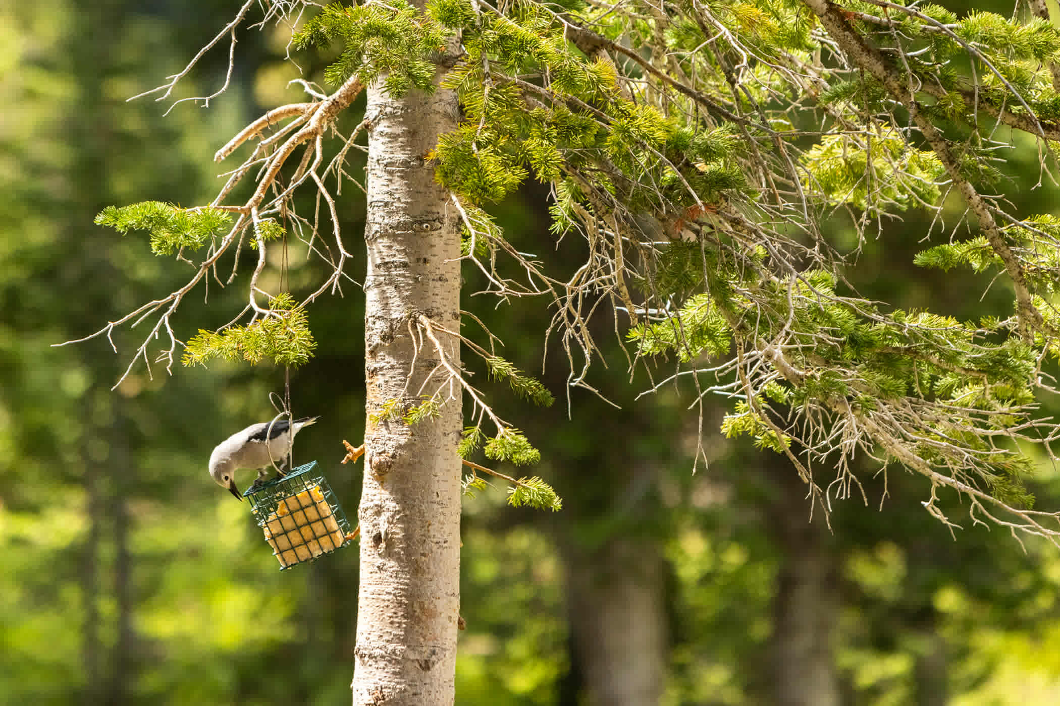 A Clark's Nuthatch bird perches on a birdfeeder hanging from a green conifer