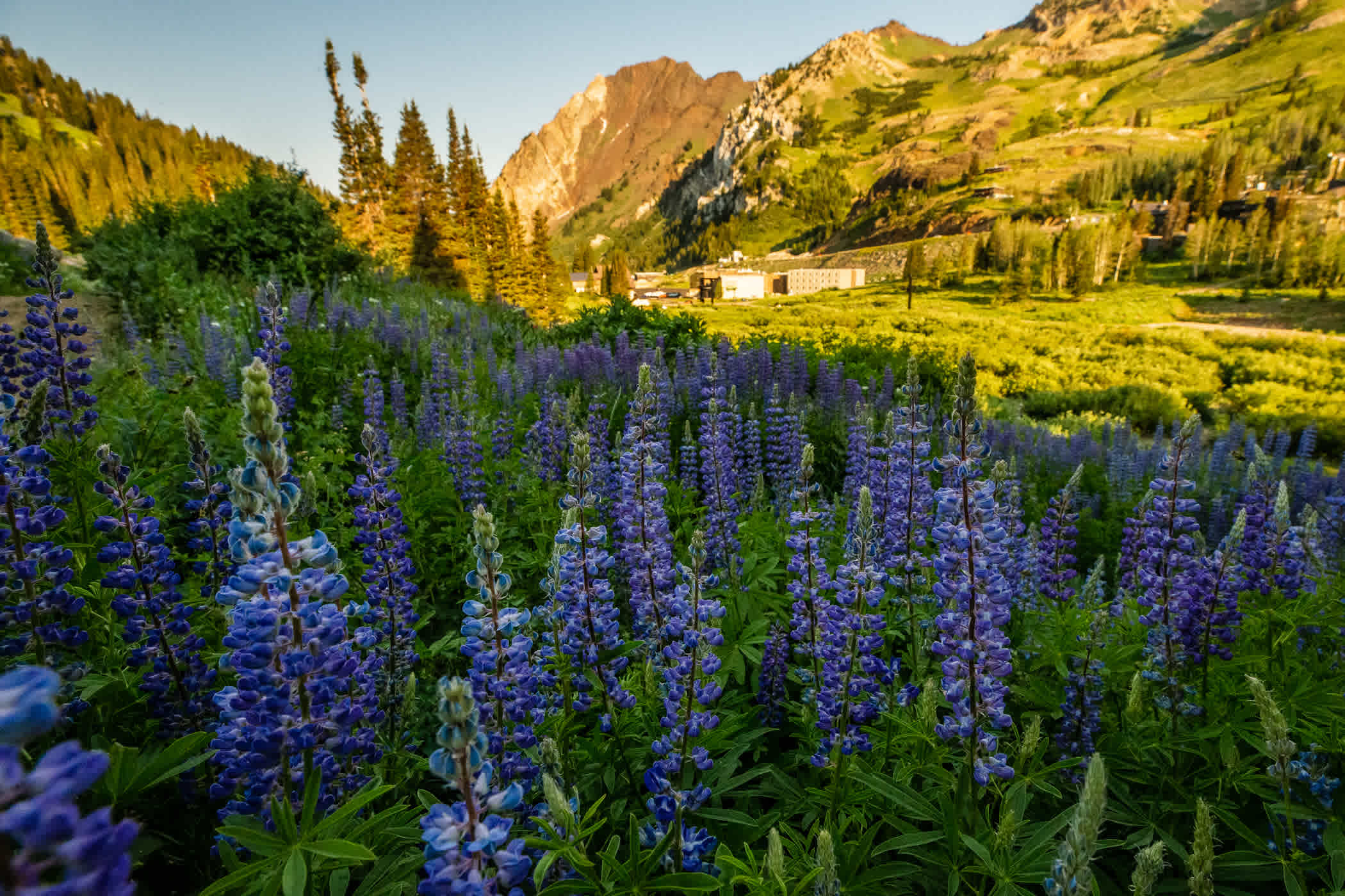 Views of Mount Superior and Wildflowers on Lower Albion Meadows Trails