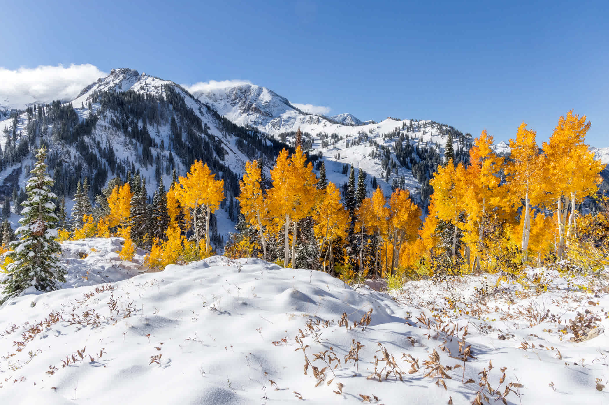 October 12th: Fall snow-liage | Photo: Rocko Menzyk