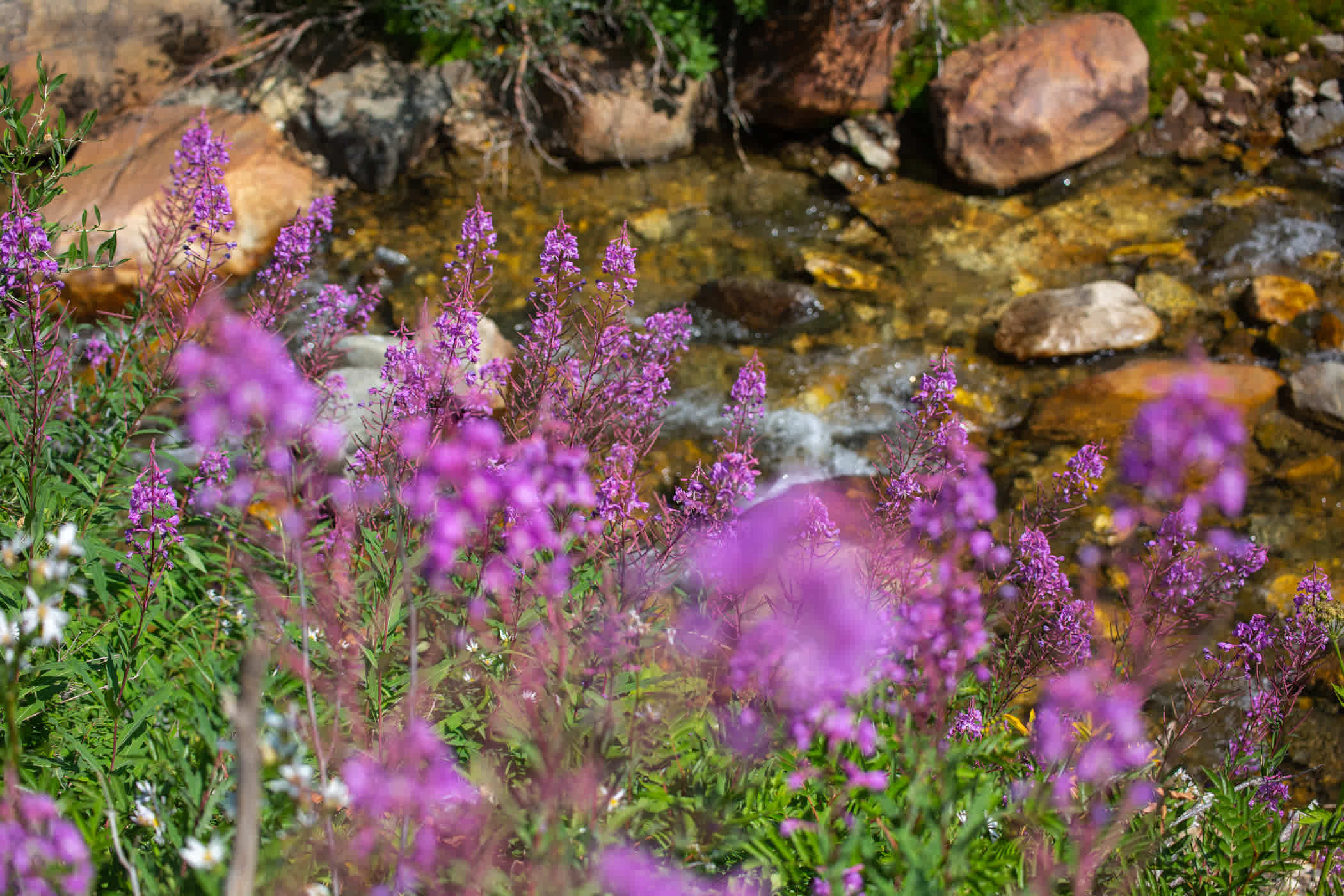 Wildflowers along the creek on Lower Albion Meadows trail