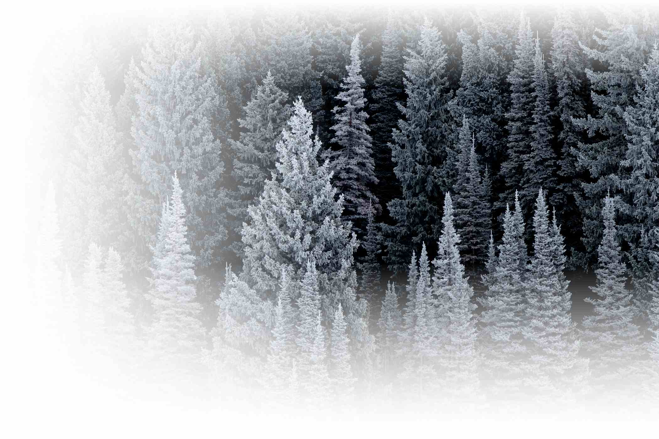 A group of Alta trees covered in snow.
