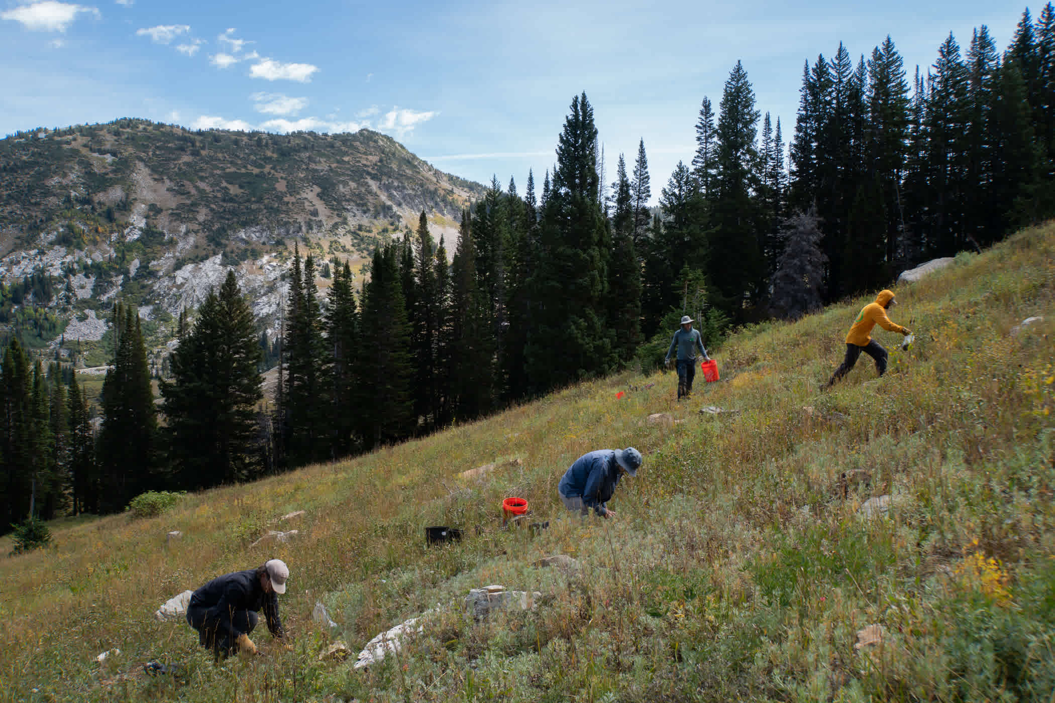 Volunteers planting near Extrovert