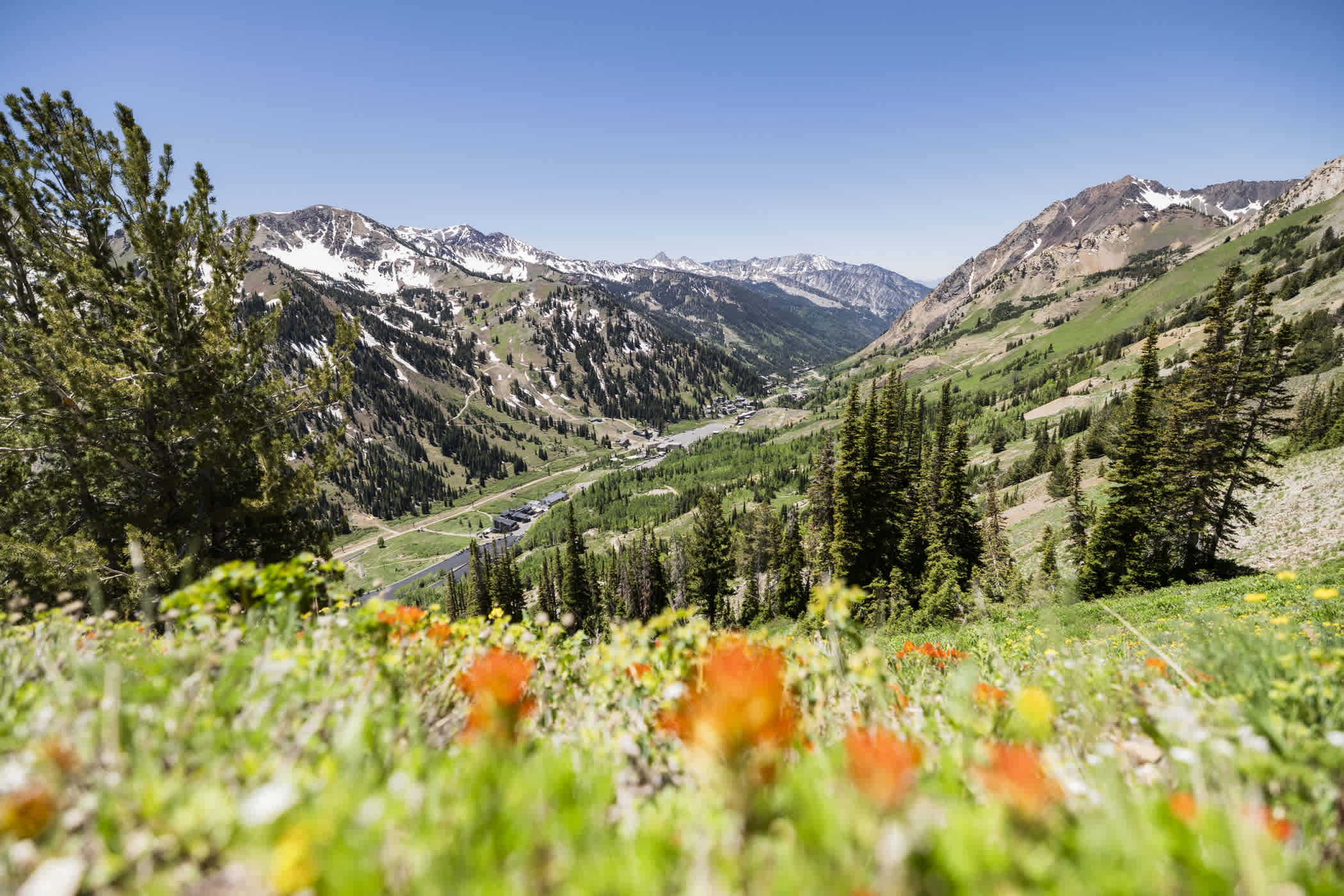 Views of Alta Ski Area and Little Cottonwood Canyon, looking west