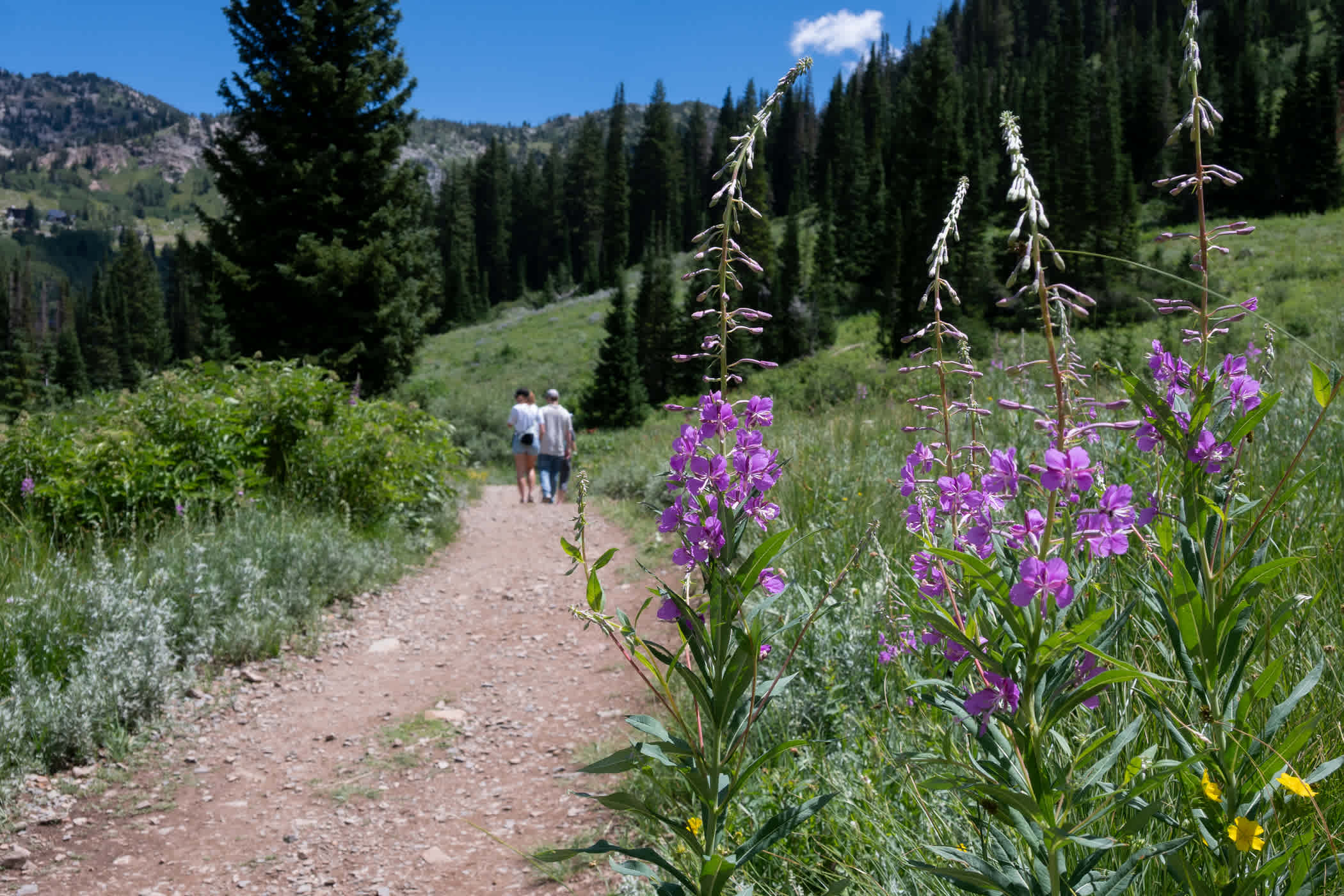 Lower Albion Meadows trail heading east