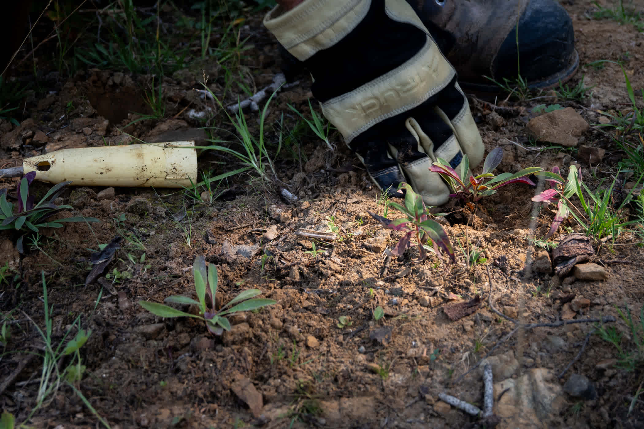 August 27th: A freshly-planted penstemon seedling | Photo: Adam Fehr