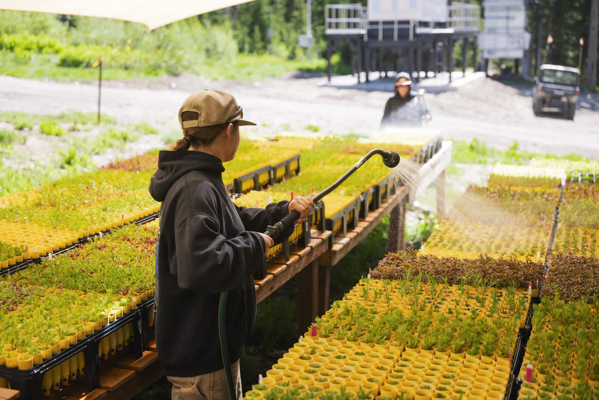Watering native plant seedlings in the Wildcat Nursery | Photo: Rocko Menzyk