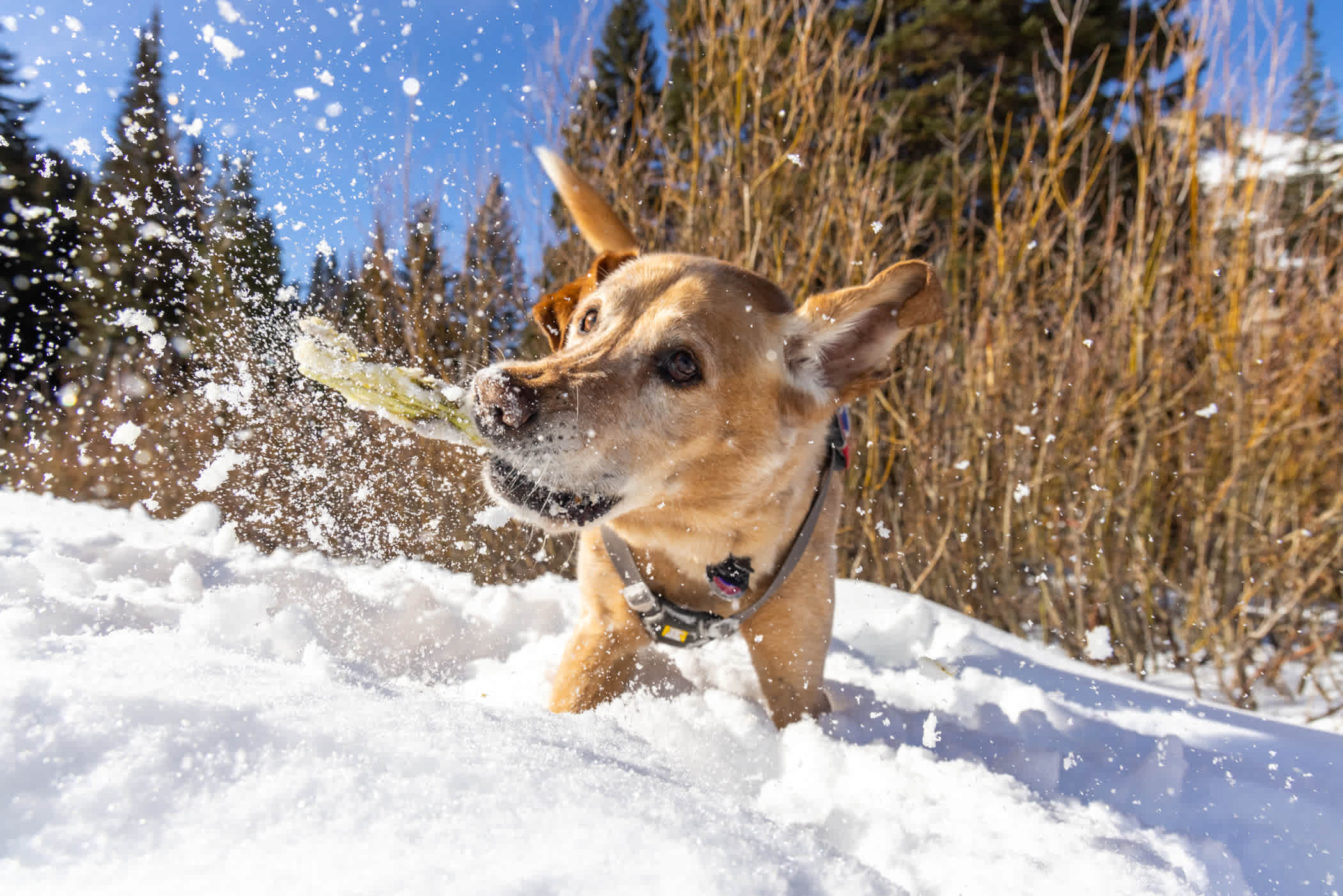 December 2021: Banjo training in the snow | Photo: Rocko Menzyk