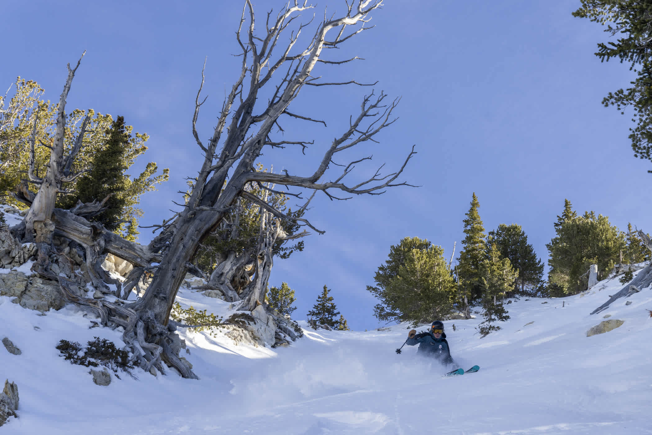 8. SPINEY CHUTES
