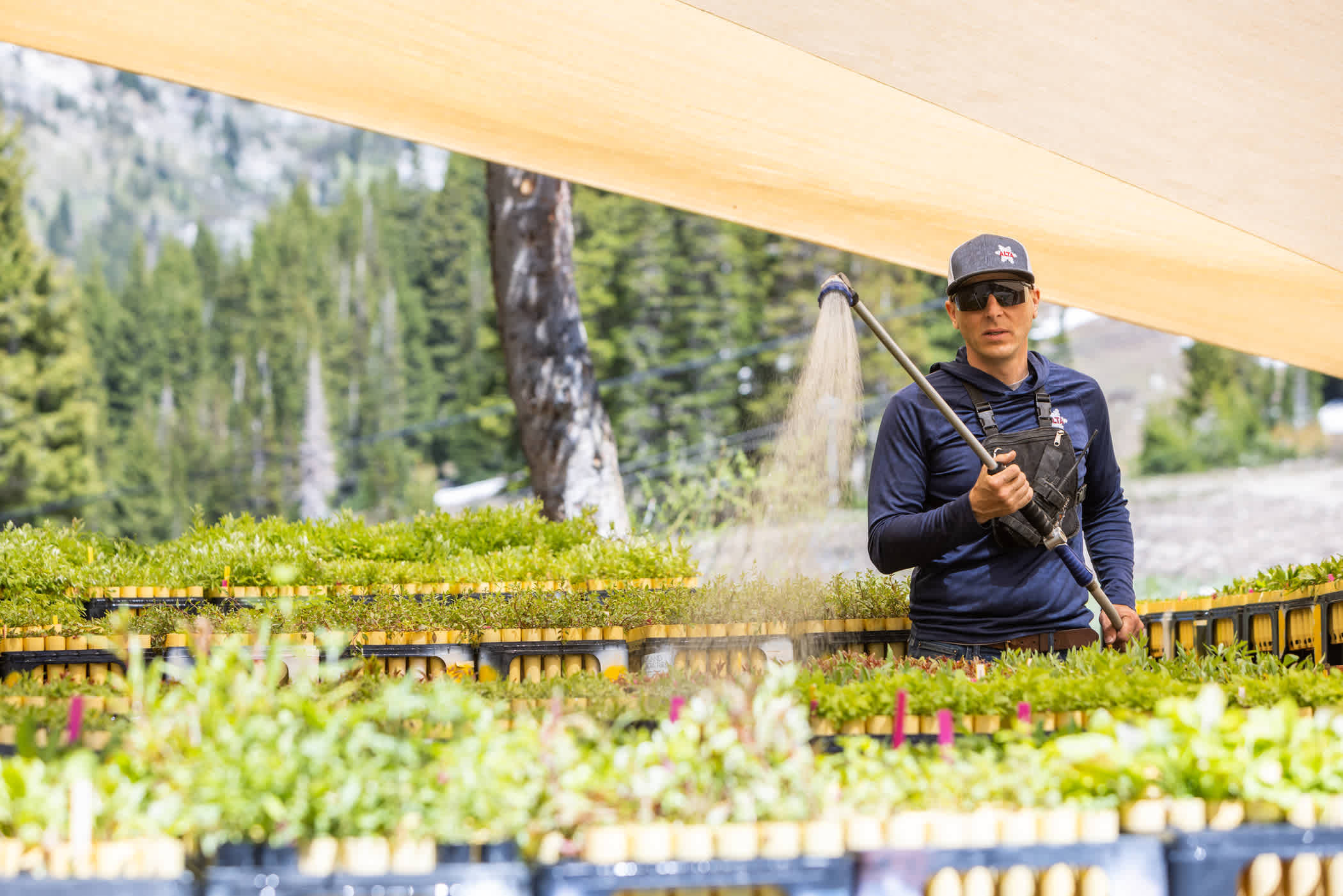 The Alta Environmental Center waters native plant seedlings in the Wildcat nursery