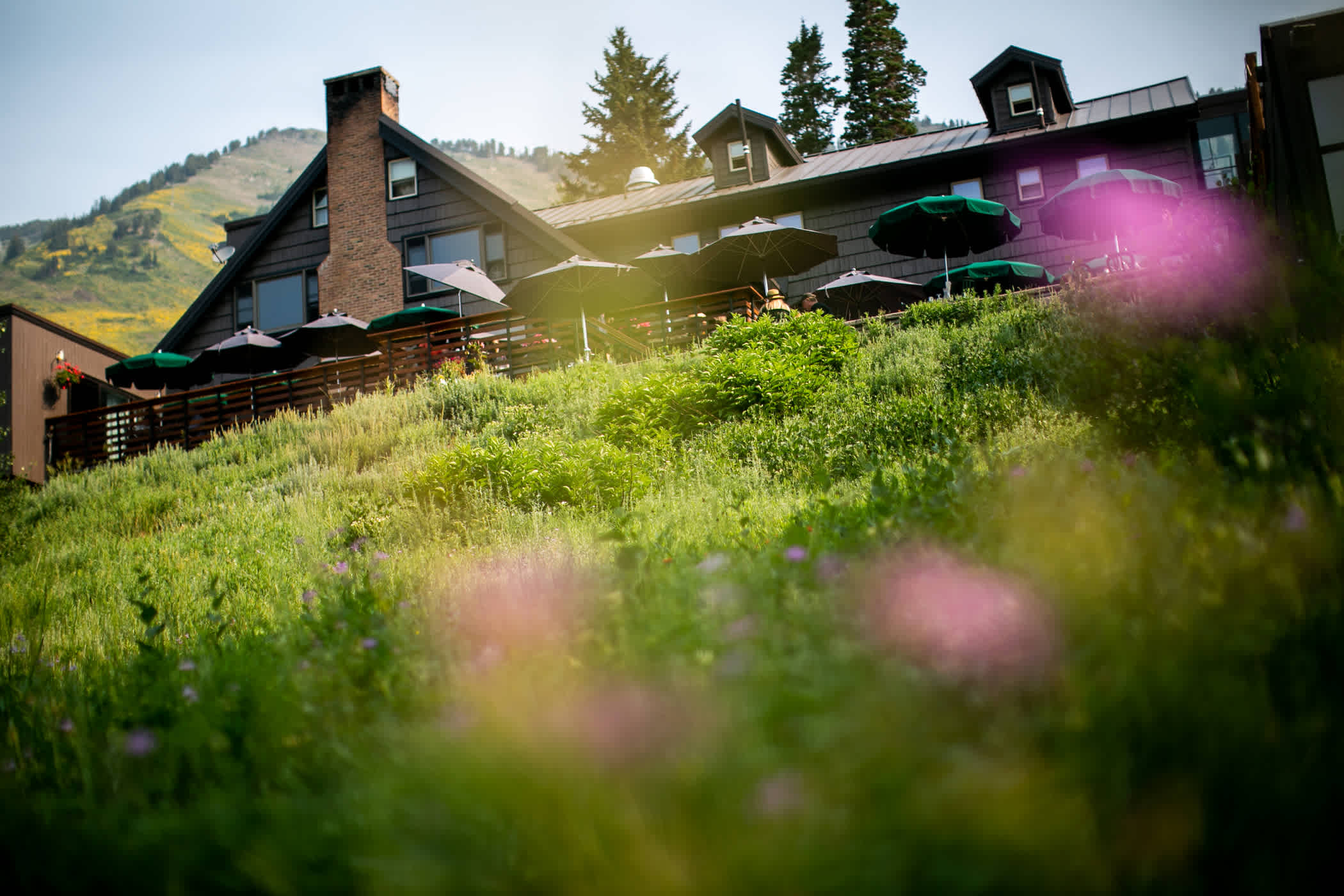 A patio with chairs and umbrellas in a mountain scene surrounded by pink wildflowers