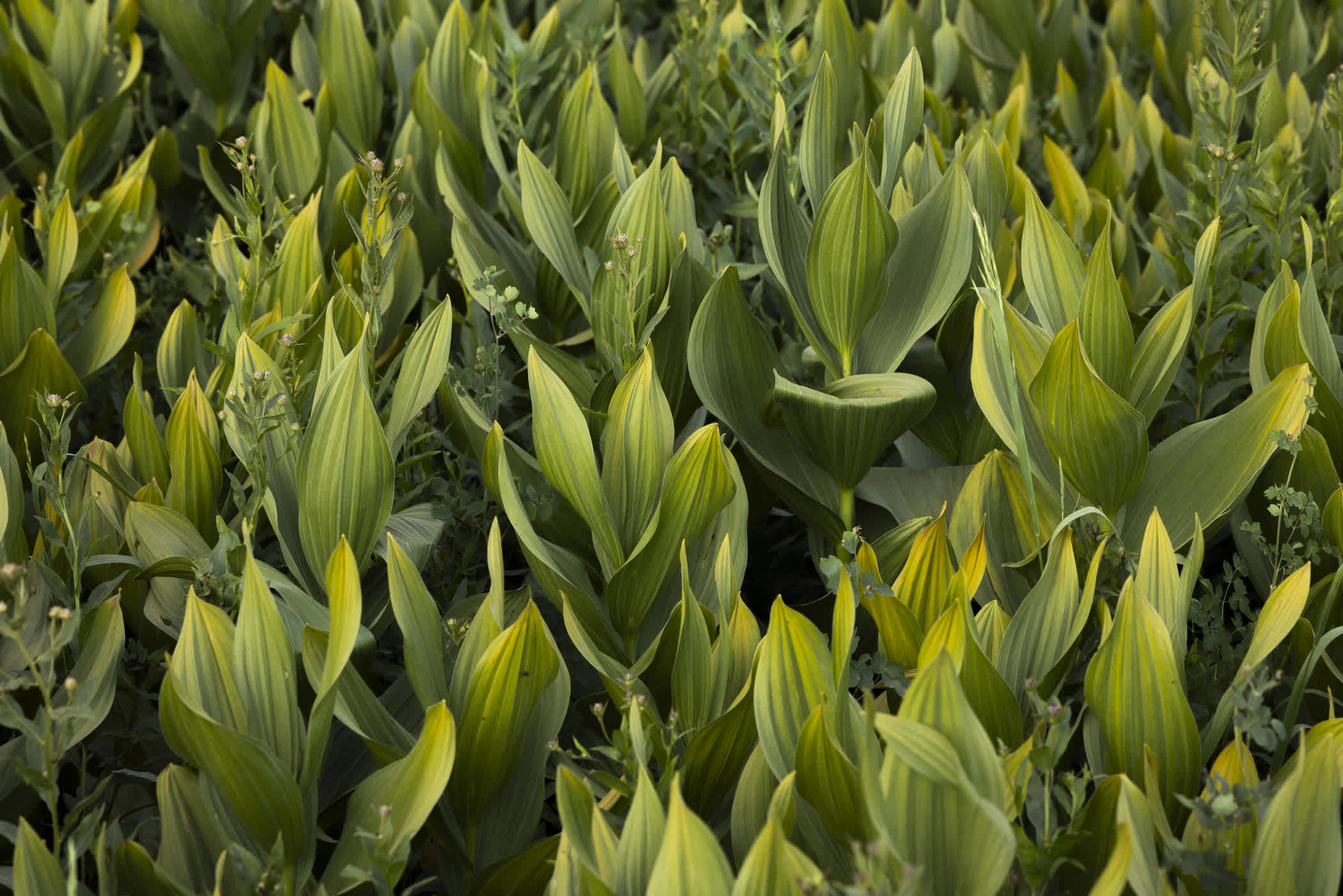 California Corn Lily