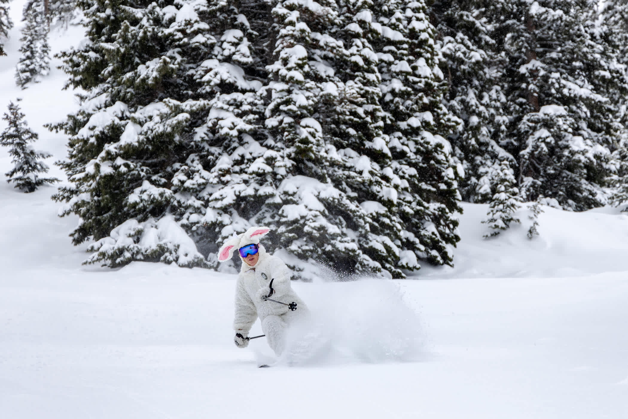 March 31st: The Easter Bunny hops through fresh snow in Westward Ho | Photo: Photo-John