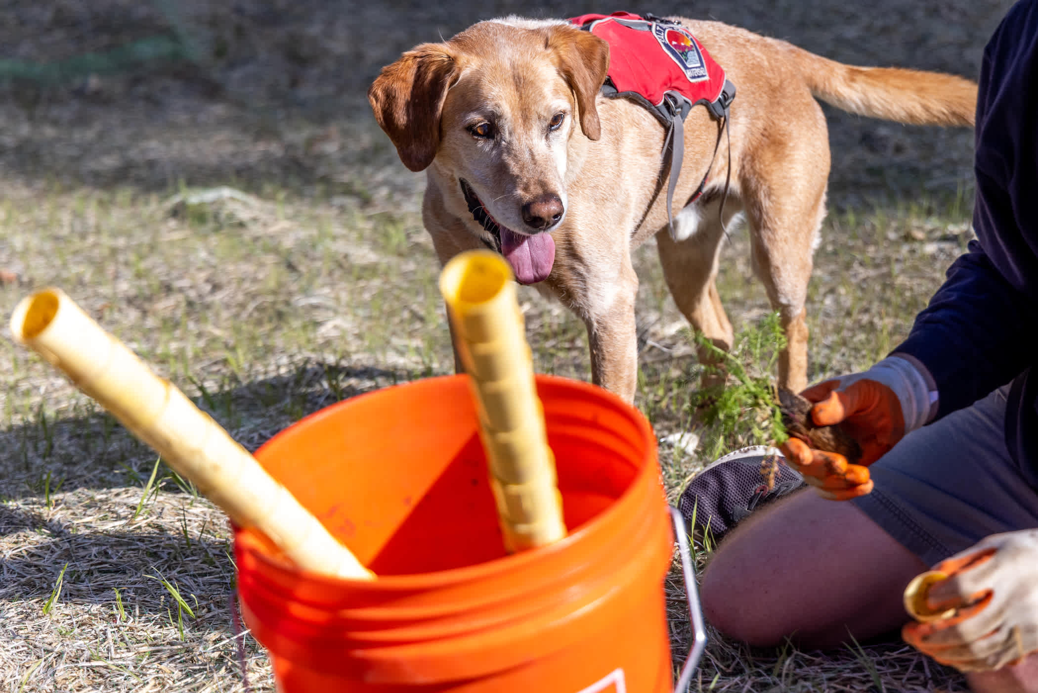 August 2002: Banjo enjoys Employee Planting Day | Photo: Rocko Menzyk