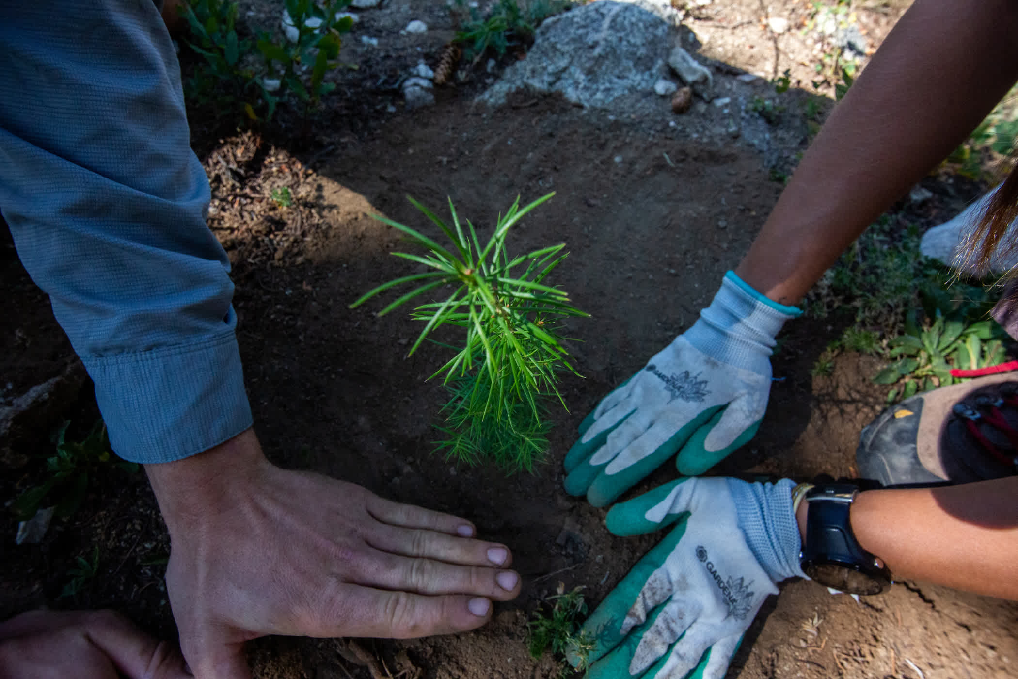 Planting Tree Seedling 