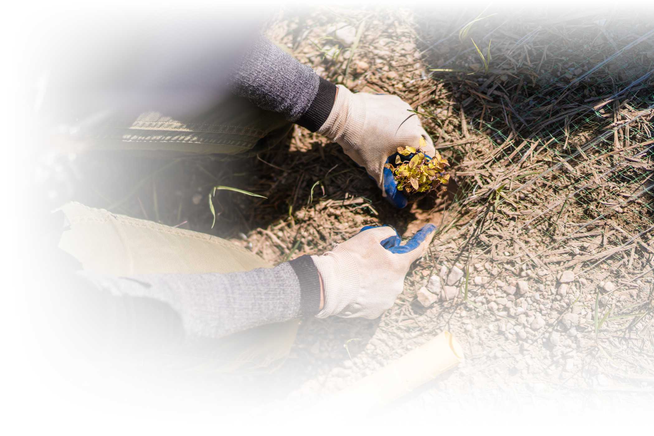 An Alta Environmental Center employee plants a native plant seedling on the slopes of Alta Ski Area on a sunny summer day