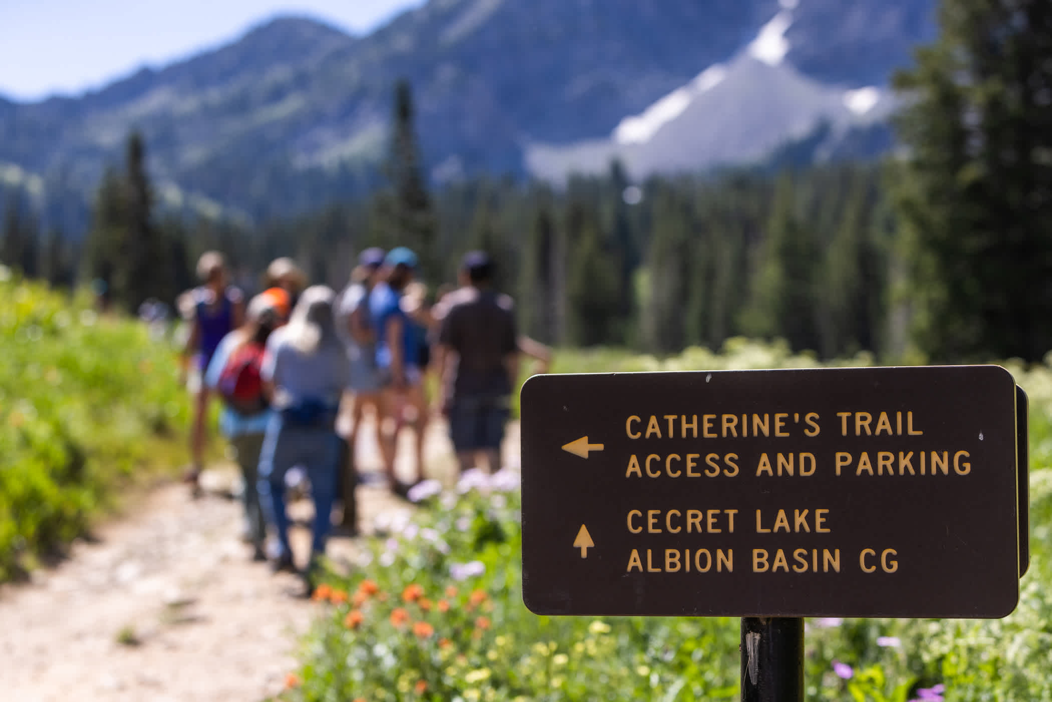 Wasatch Wildflower Festival at Alta Ski Area