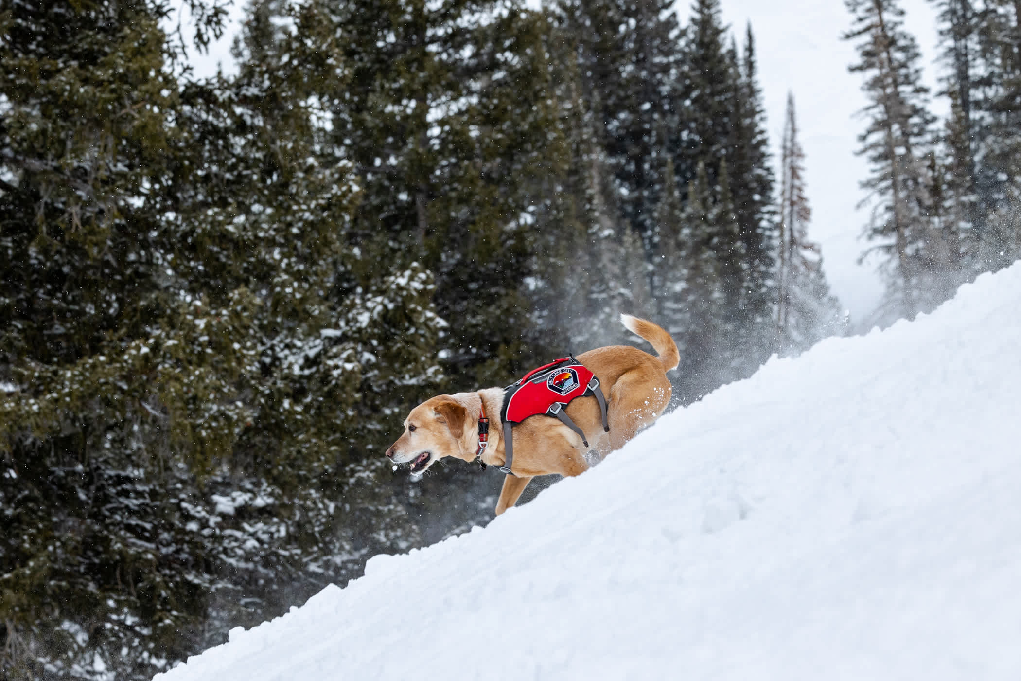 March 2022: Banjo at work | Photo: Photo-John