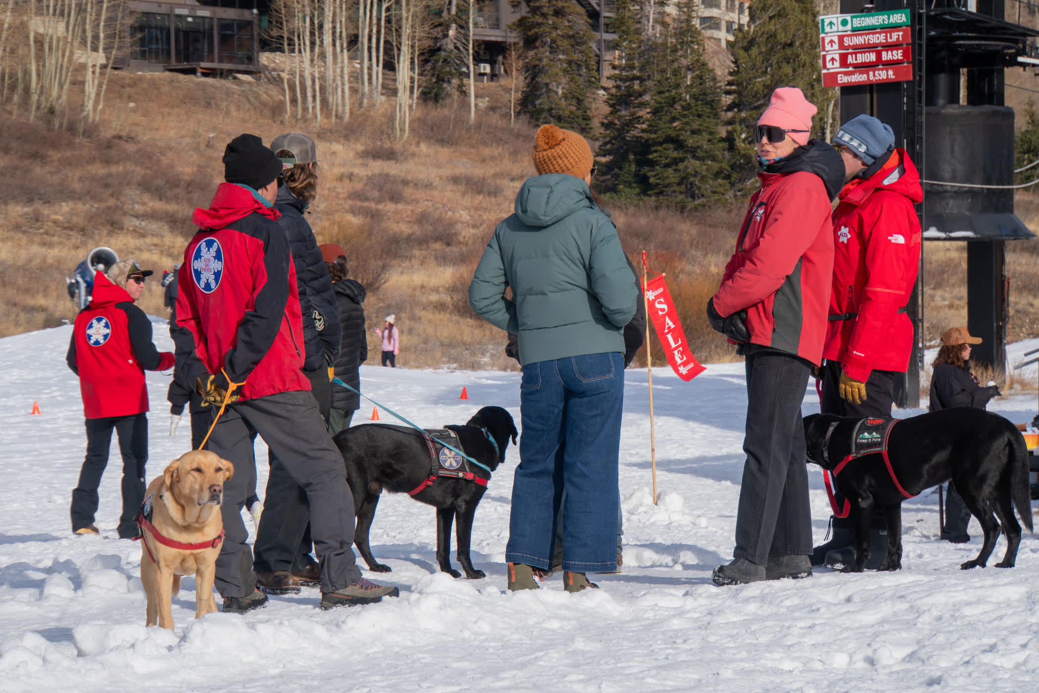 Avy refresher with Wasatch Backcountry Rescue, Alta Ski Patrol & patrol pups