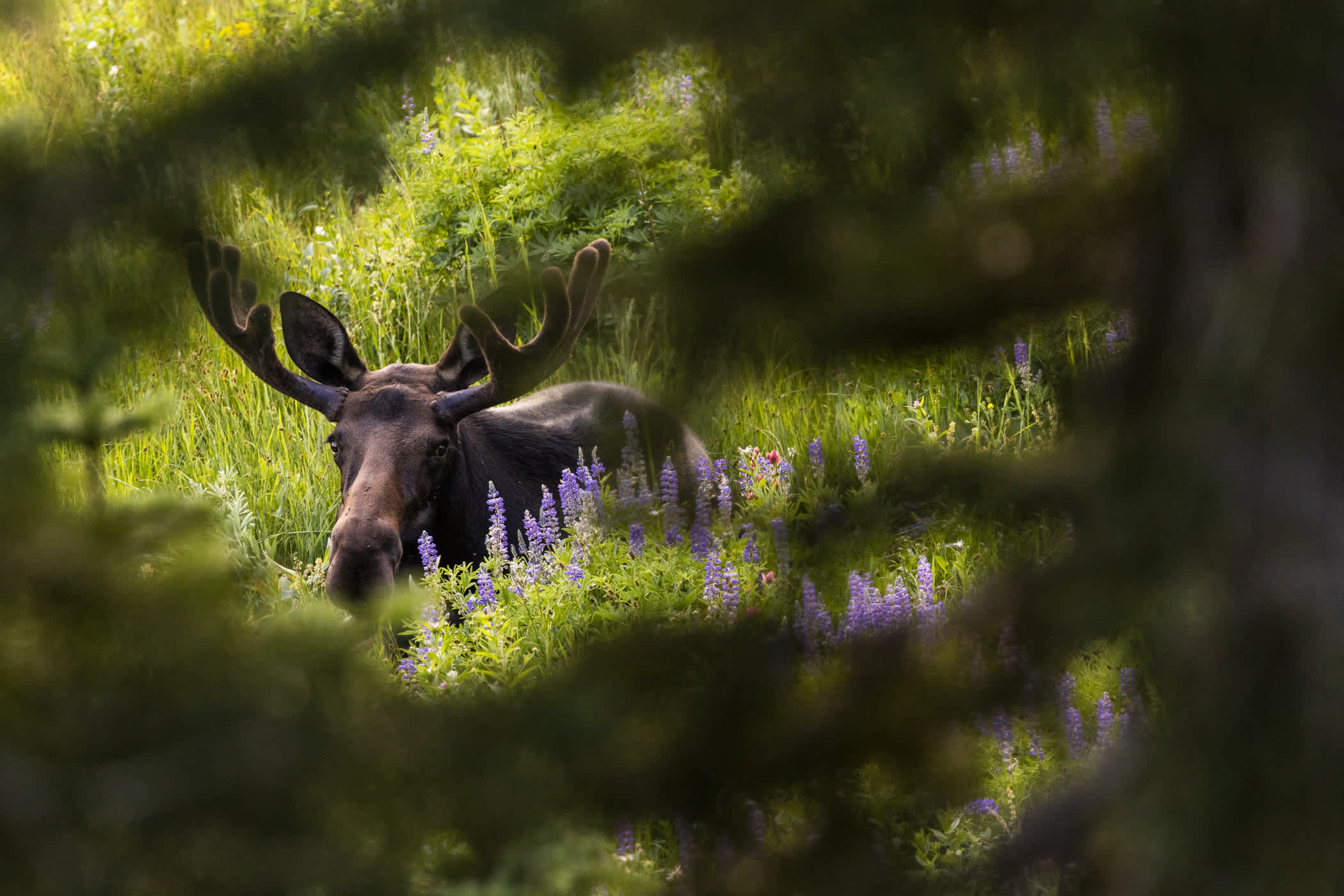 A moose is surrounded by purple lupine flowers in a green mountain meadow