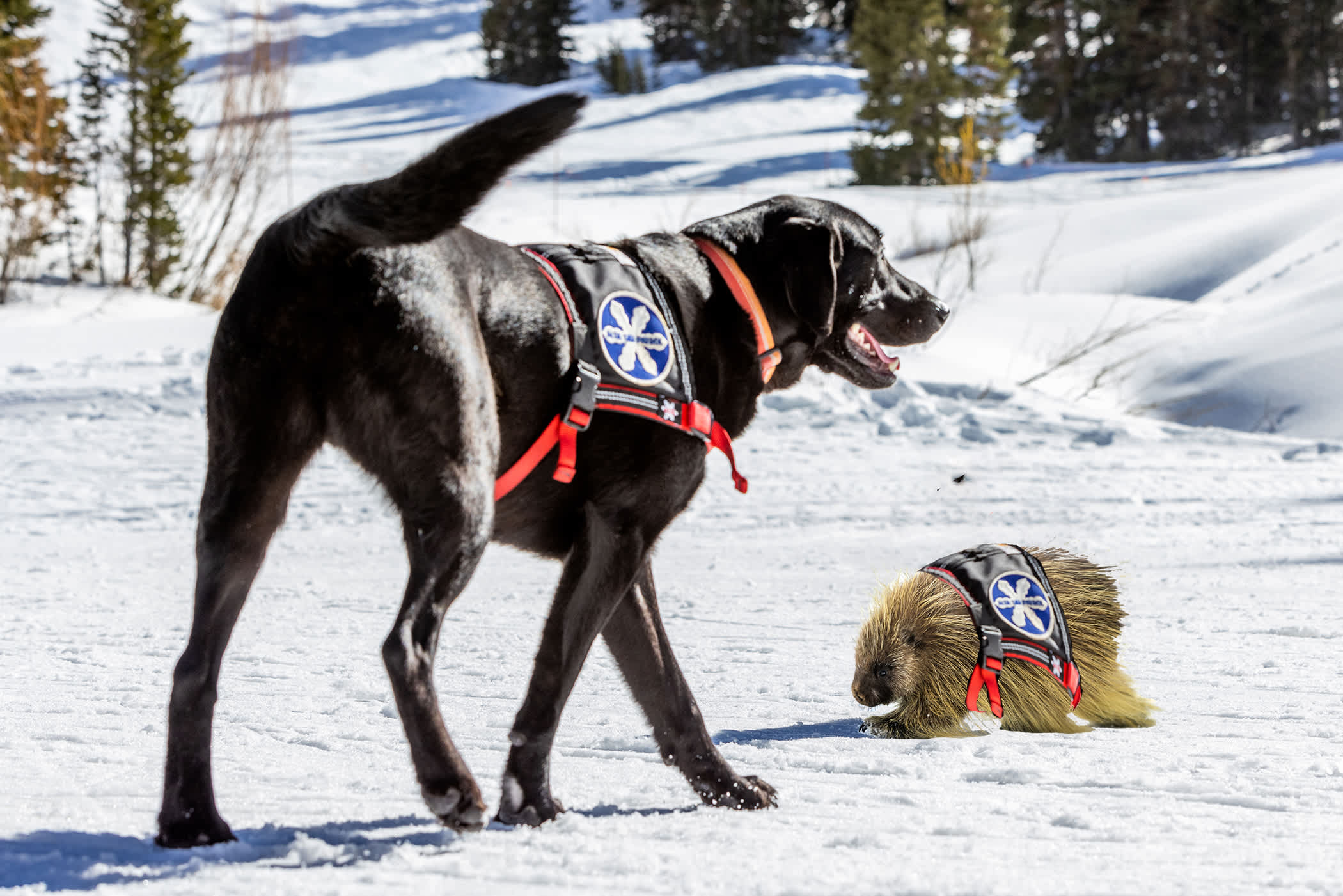 Dog and porcupine