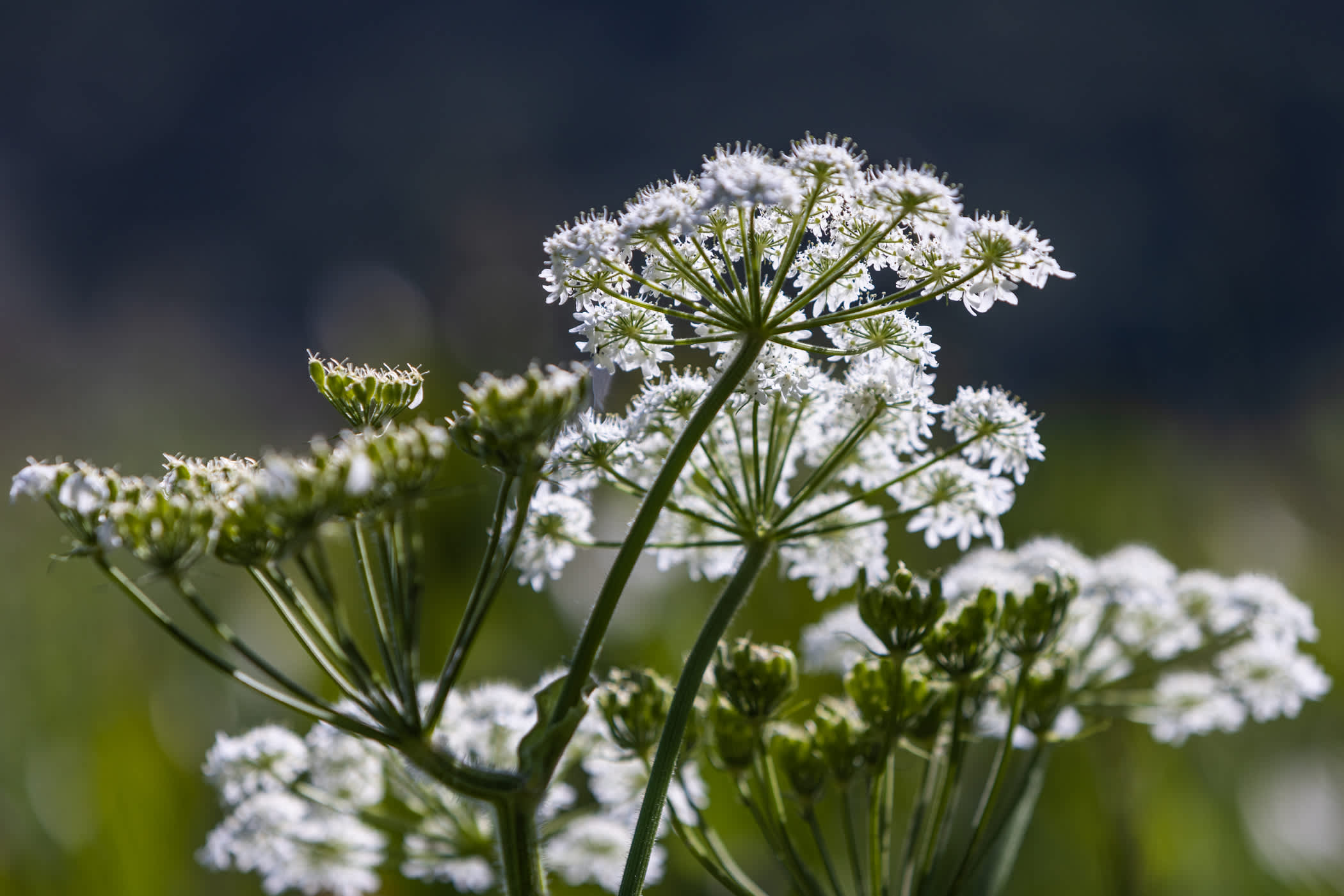 Cow Parsnip at Alta Ski Area | Photo: Rocko Menzyk