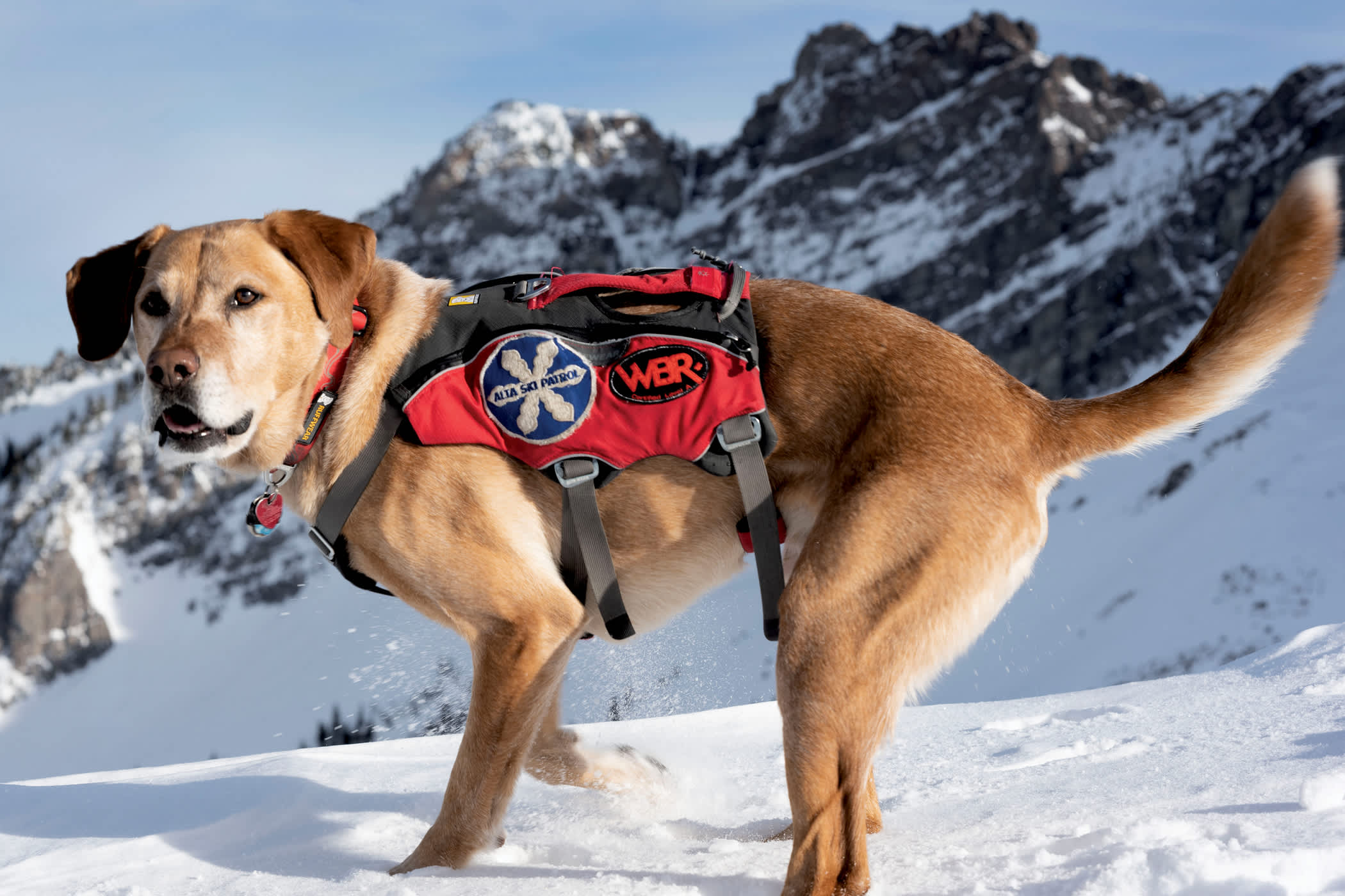 February 2020: Banjo shows off his Alta Ski Patrol/WBR vest | Photo: Butch Adams