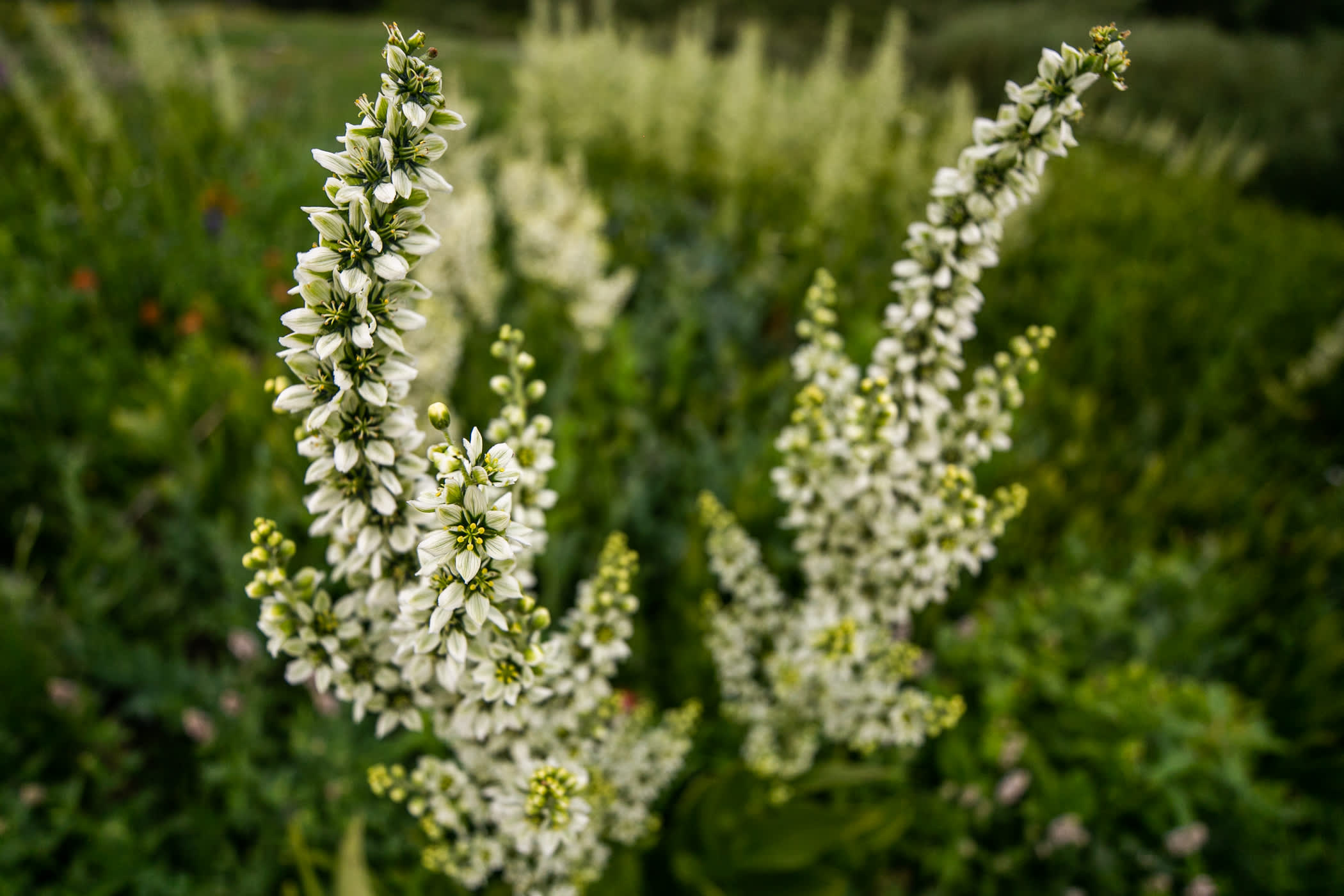 California Corn Lily flowers