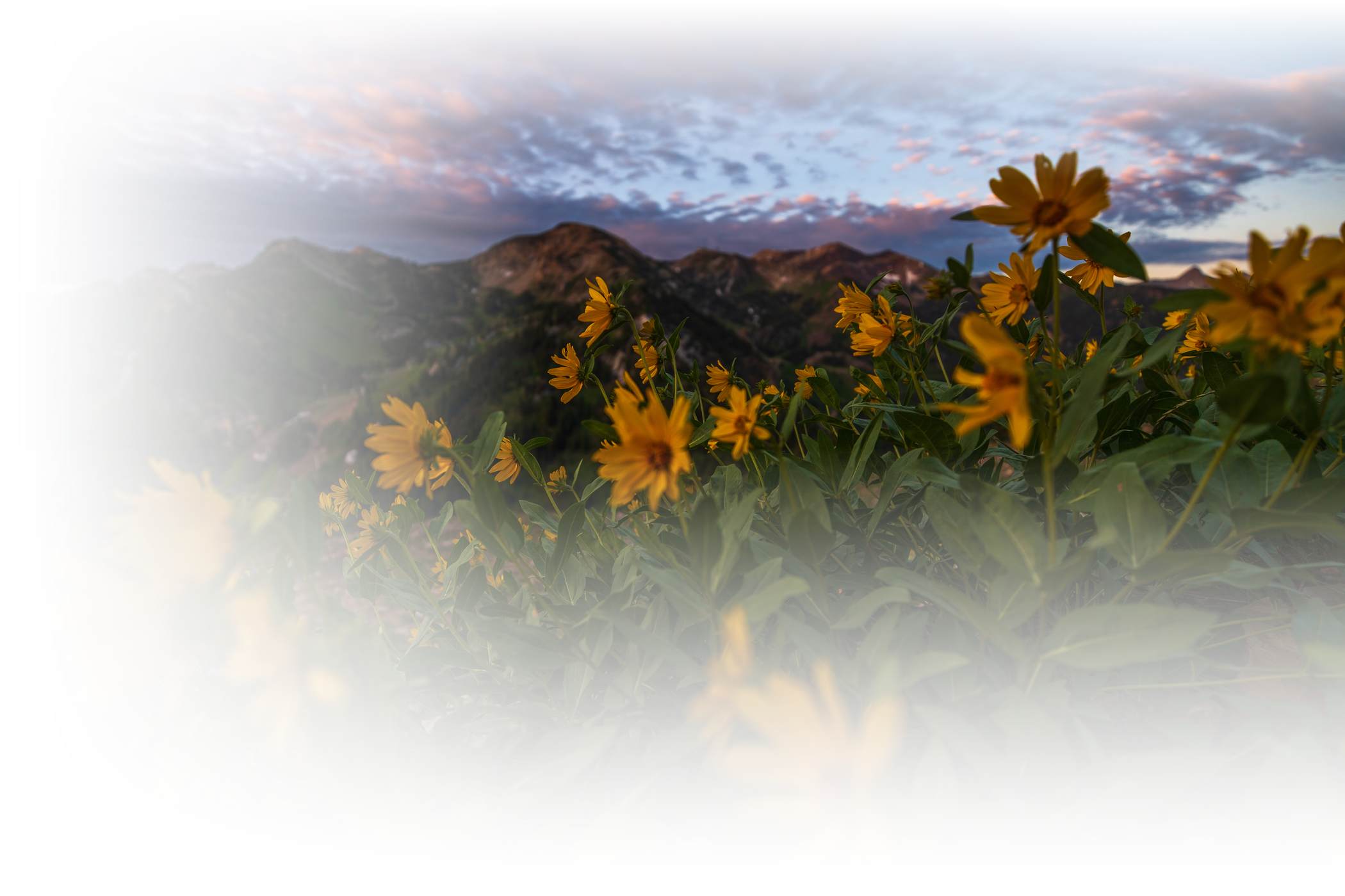 Sunset in the mountains with wildflowers