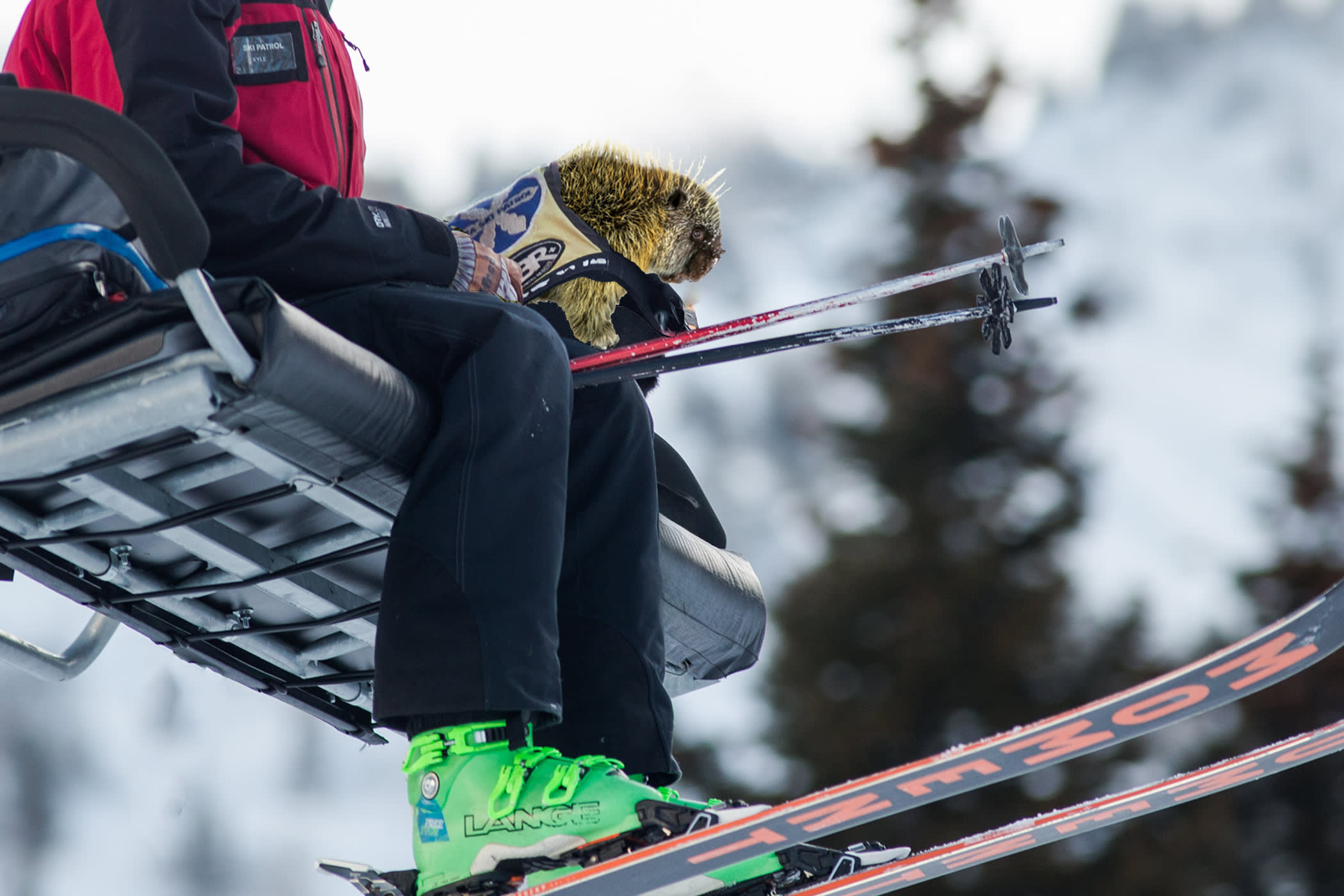 Porcupine on a lift