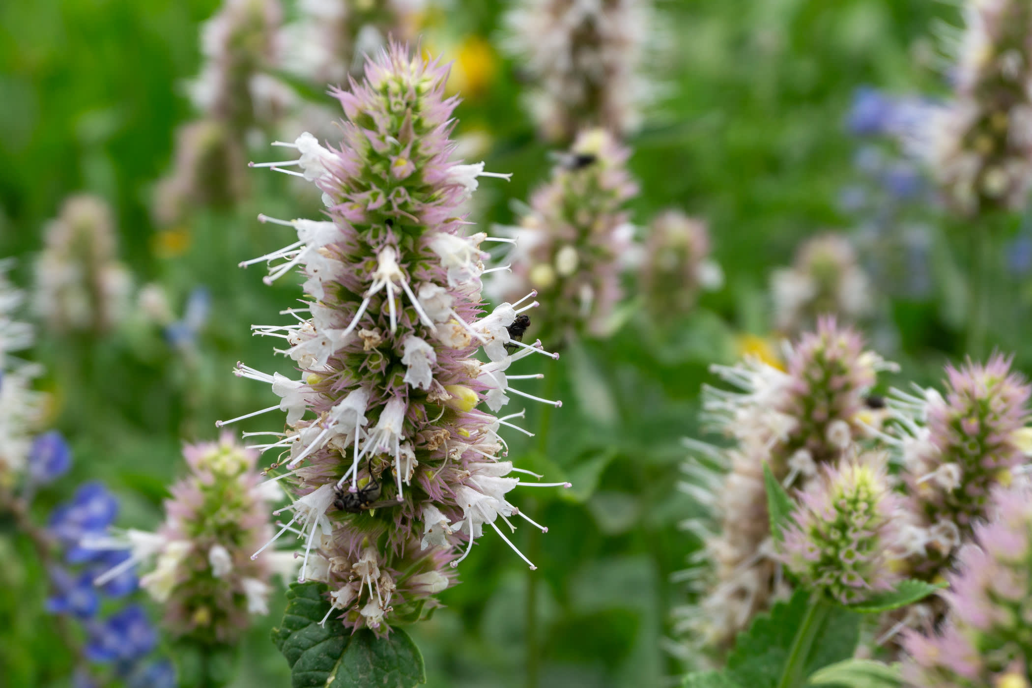 Nettleleaf Horsemint