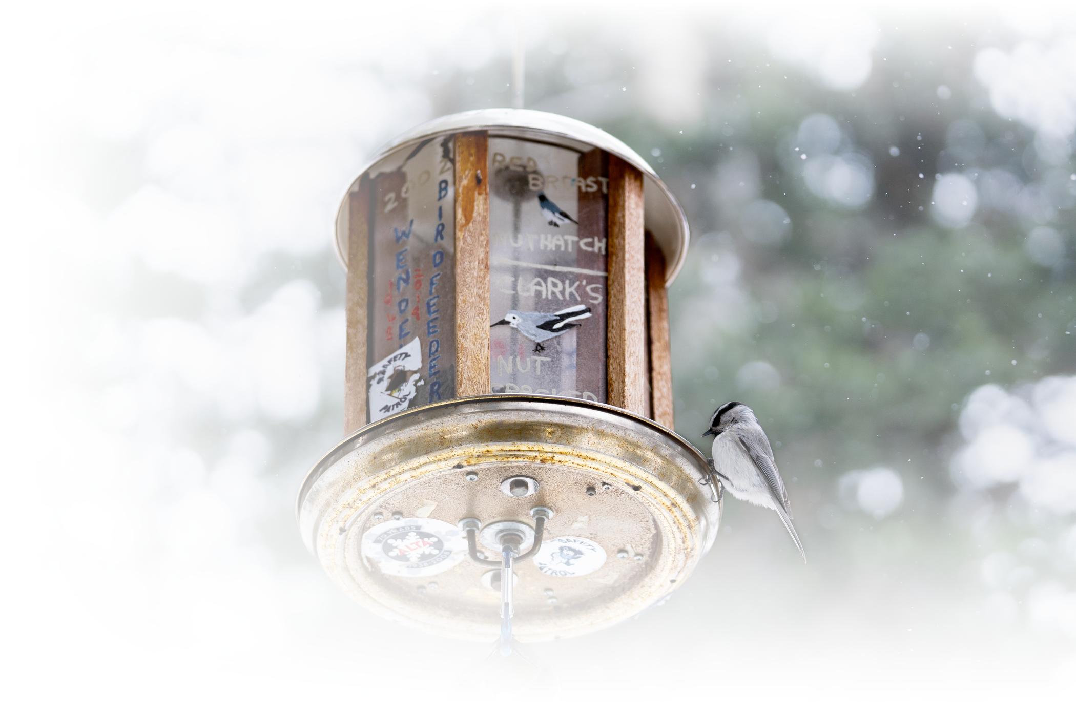 Wendell's Feeder