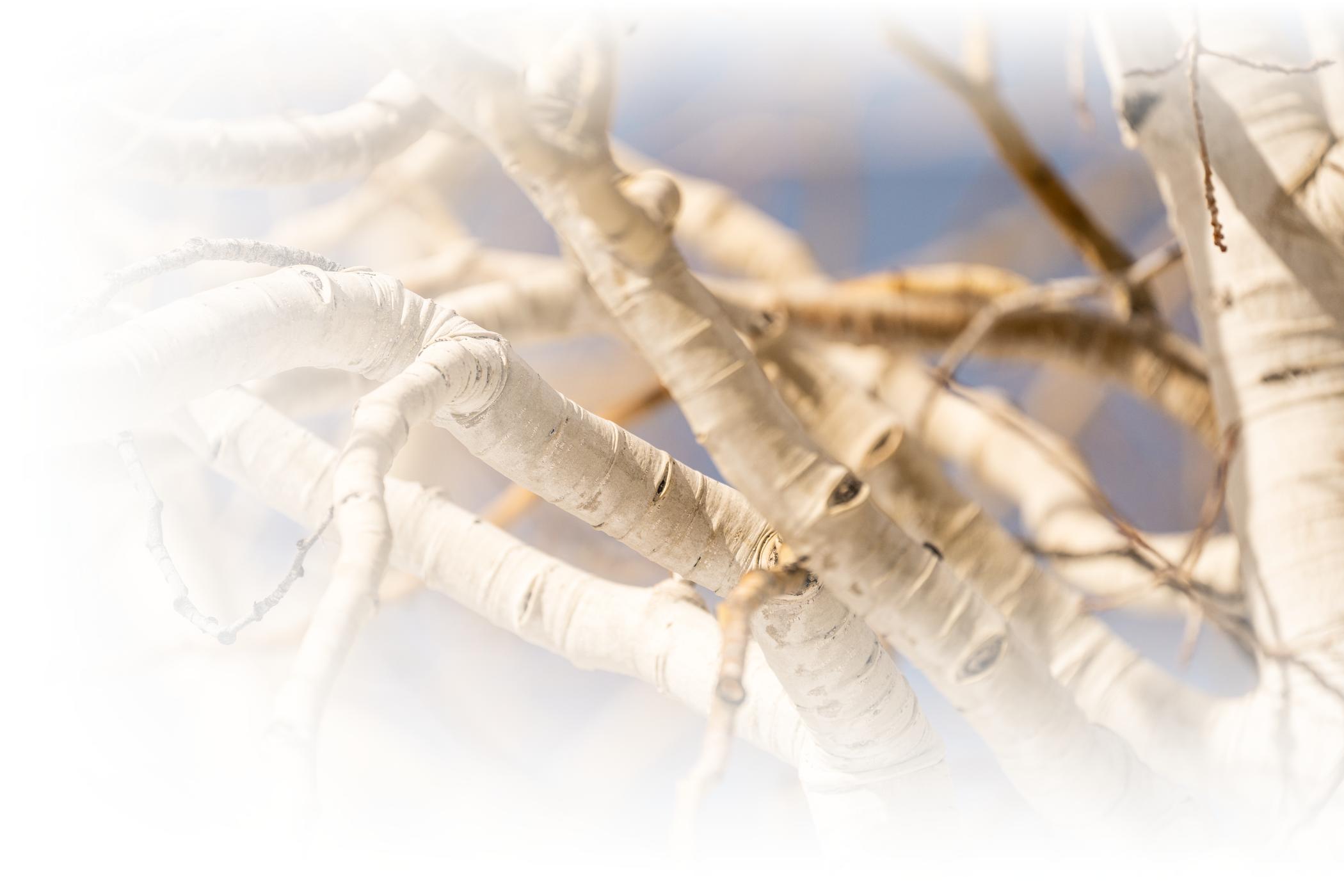 Aspen tree branches on a sunny day at Alta