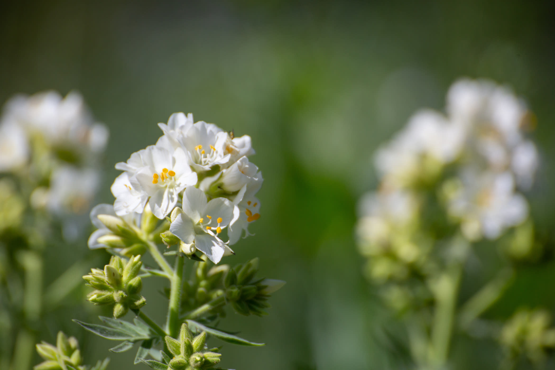 Alpine Jacob's Ladder | Photo: Rocko Menzyk