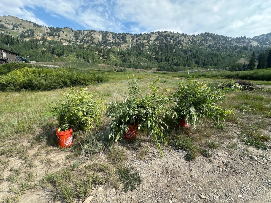 Willows removed from construction zone to be relocated